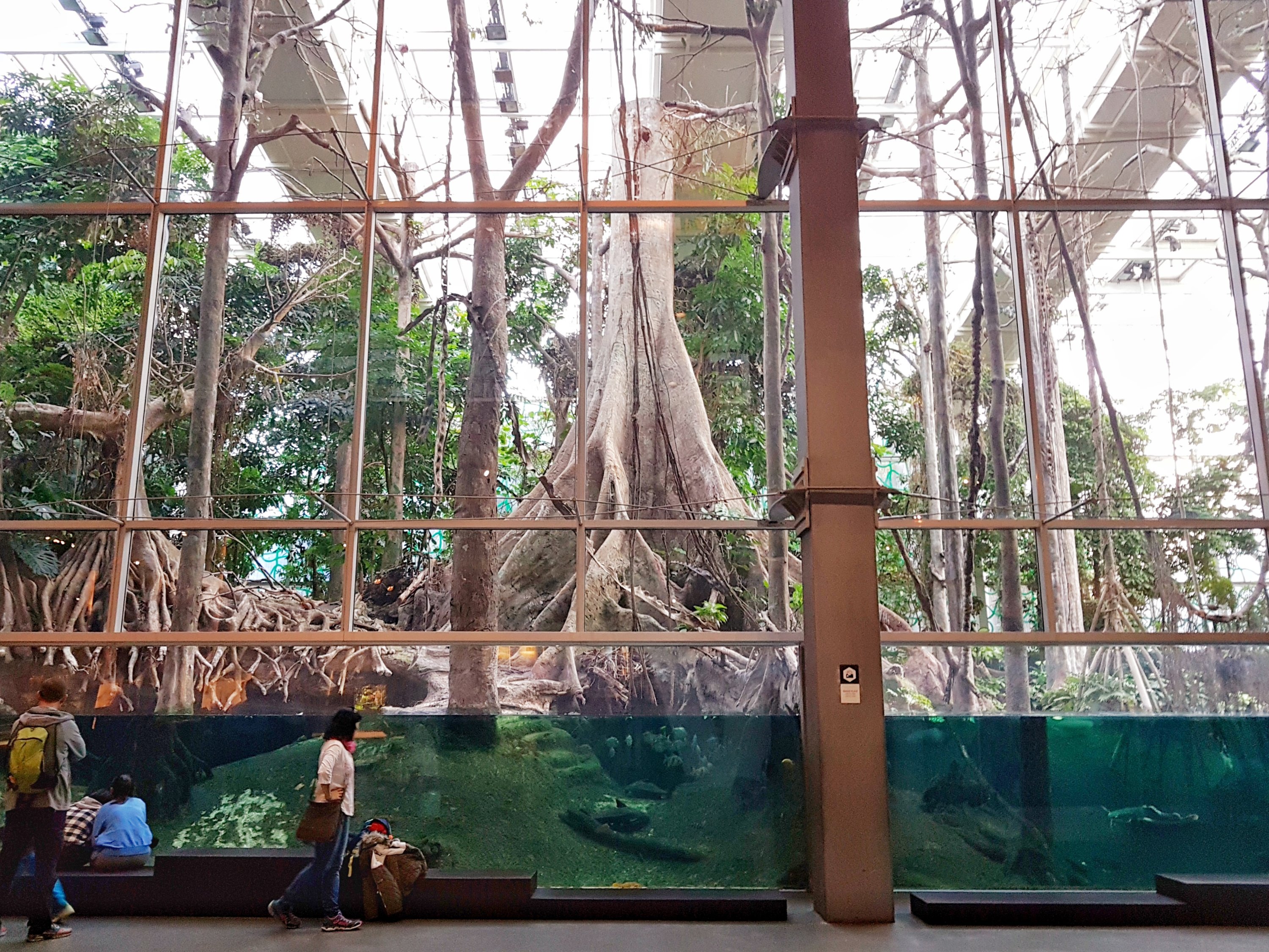 Forêt inondée de CosmoCaixa, Barcelone